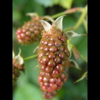 Framboises (Pas de Calais) (03)